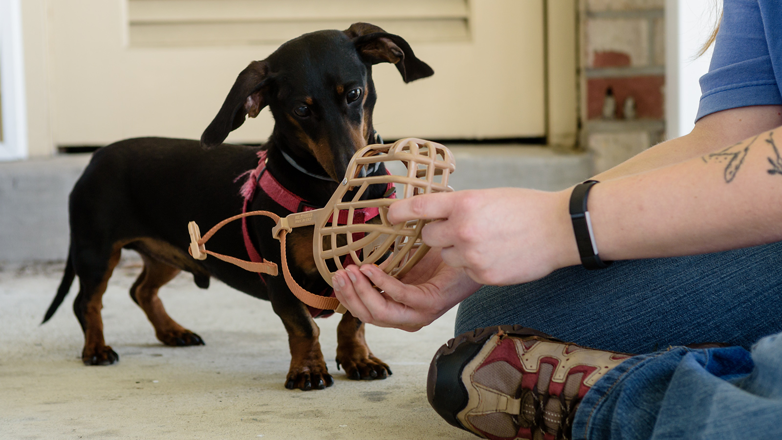 Muzzle Training 101